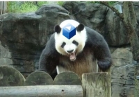 The Pando Pandemic:  Why You Might Already Be Infected The Pando Pandemic:  Why You Might Already Be Infected