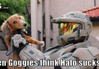 Halo Hate Halo Hate